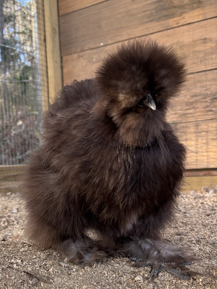 NPIP/ai clean Silkie chicken hatching eggs