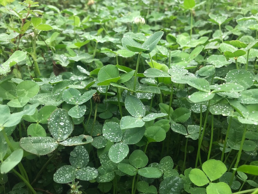Clover & Chicory Deer/turkey Annual Food Plot Seed Mix - Spring/Fall 1/2 Acre