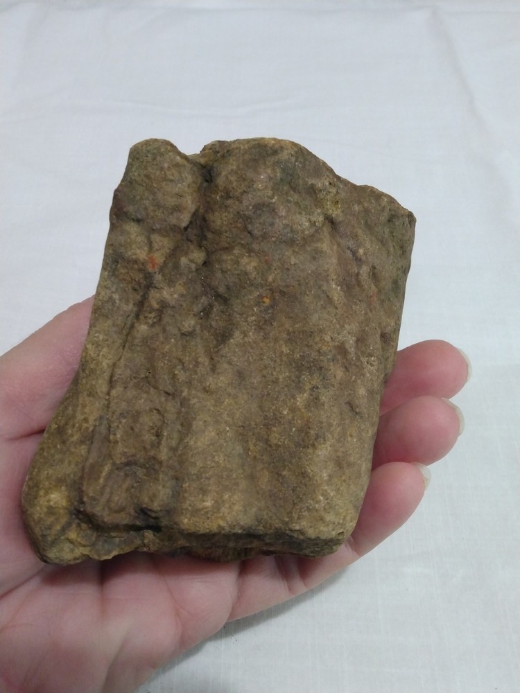 Stigmaria Fossil Root – Lepidodendron Carboniferous Lycopsid Tree Root