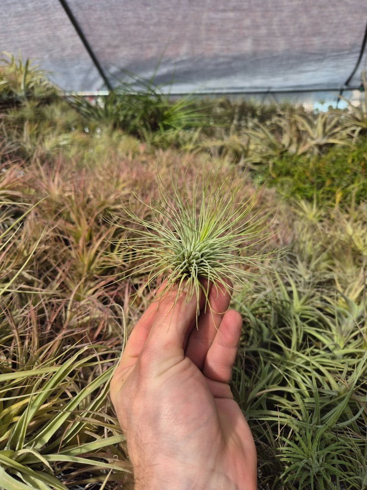 Tillandsia Andreana
