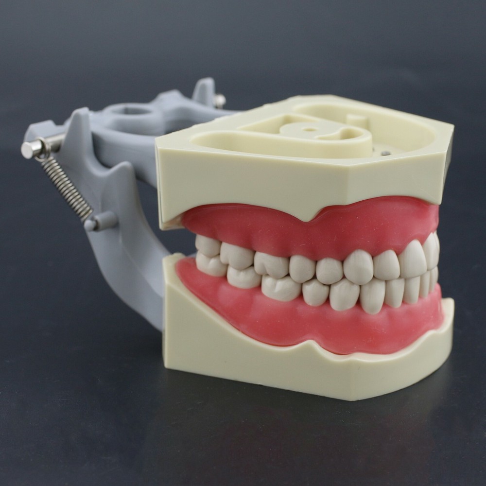 Columbia 860 Type Dental Typodont Teaching Exam Model Removable 32PCS Teeth