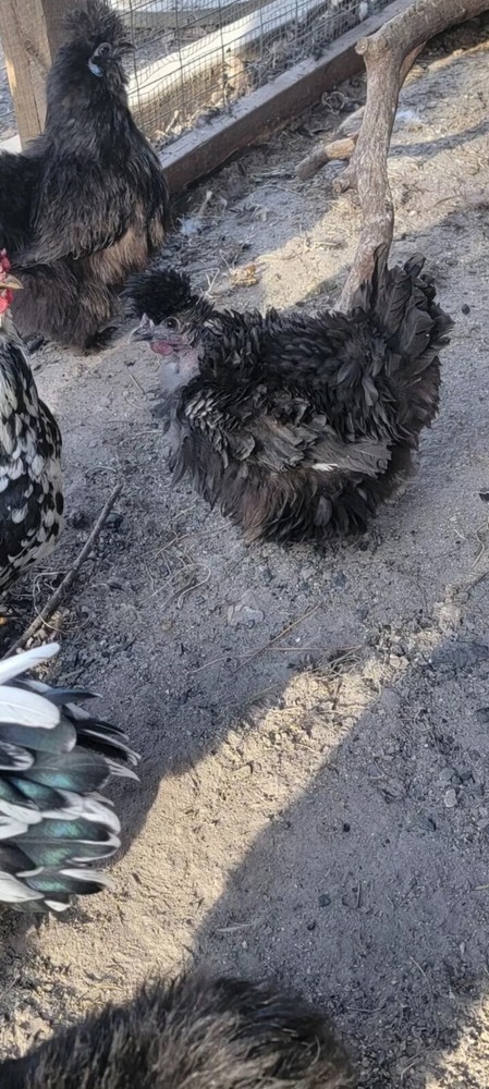 mottled silkie hatching eggs