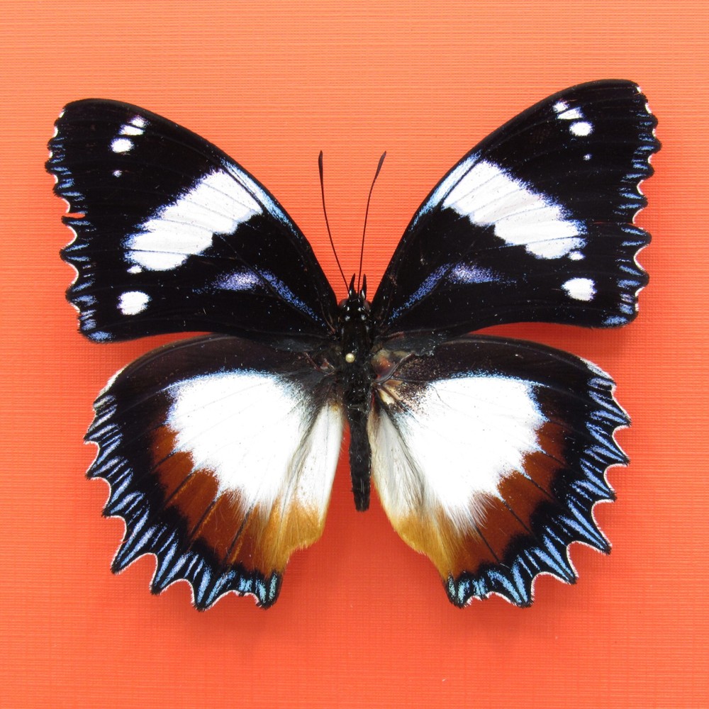 Real mounted butterfly - Hypolimnas dexithea - A1
