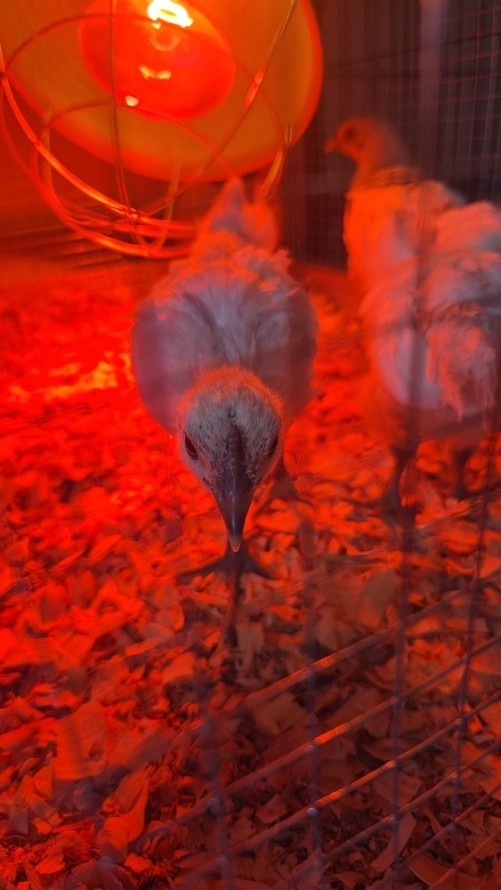 F2 Zombie Hatching Eggs (6) NPIP Certified