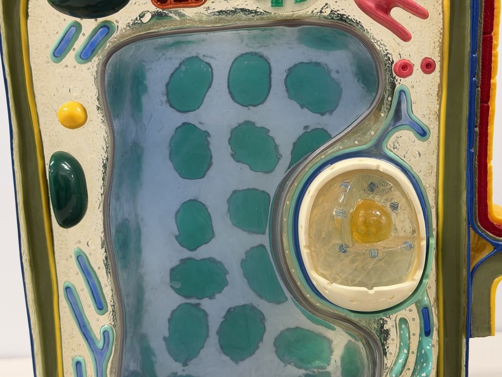 STACO Deluxe Plant Cell Model