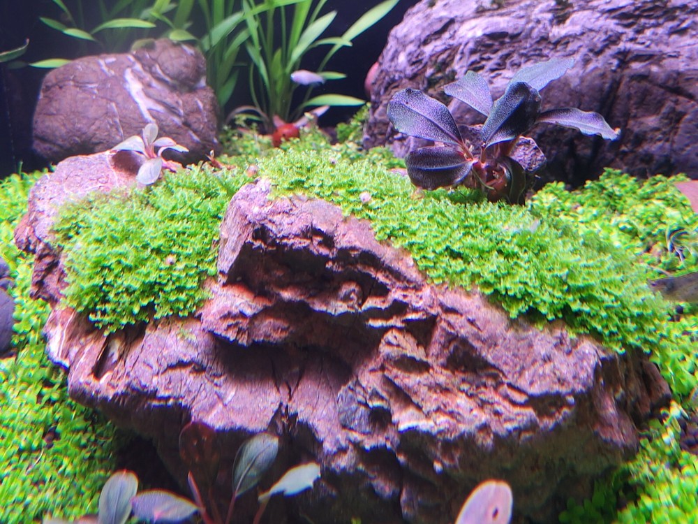 Rare Bucephalandra Moss 2x1" Patch