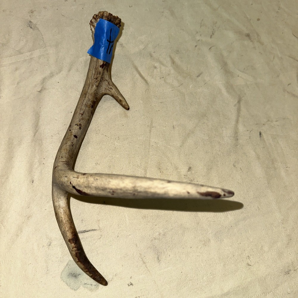 Single Whitetail Deer Antler Shed ~ 3 Points