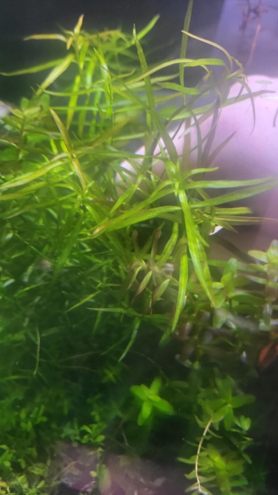 *New*Aquatic Plant Pack (Low Tech)
