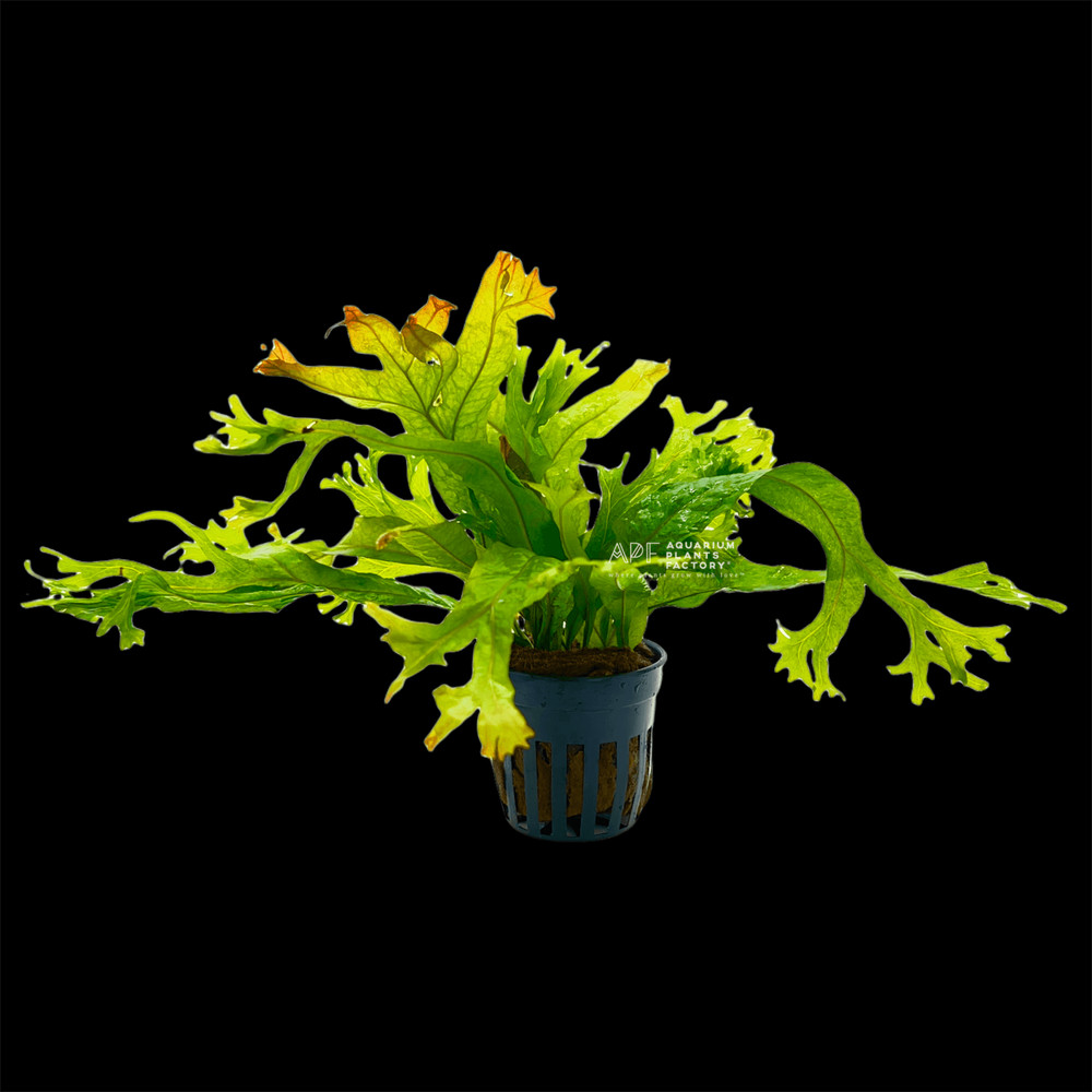 Java Fern Coral Reef | Aquarium Plants Factory®