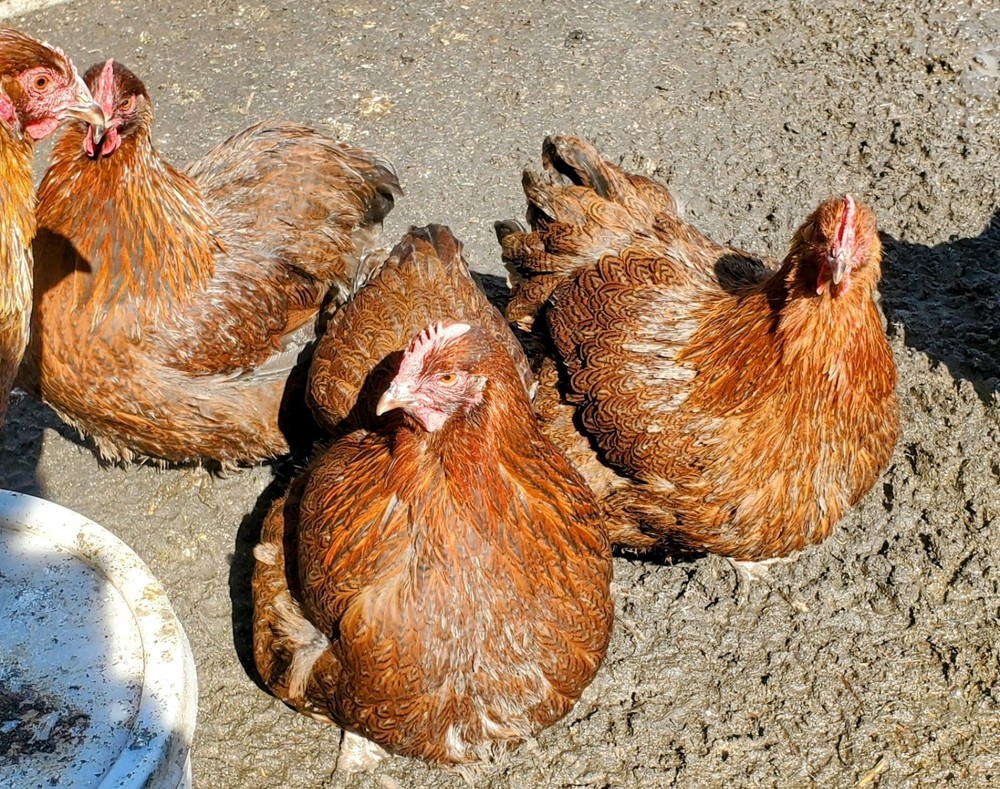 8+ Partridge English Orpington Hatching Eggs 🥚 🐣🐣🥚