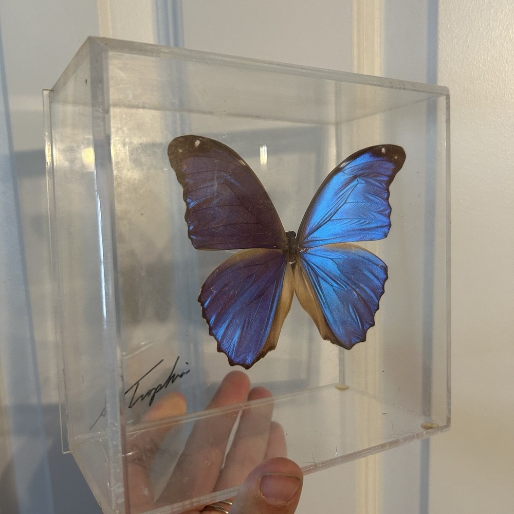 Sam Trophia Framed Acrylic Case Morpho Butterfly