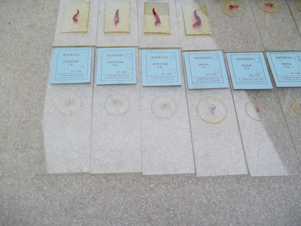 Vintage Glass Microscope Slides -