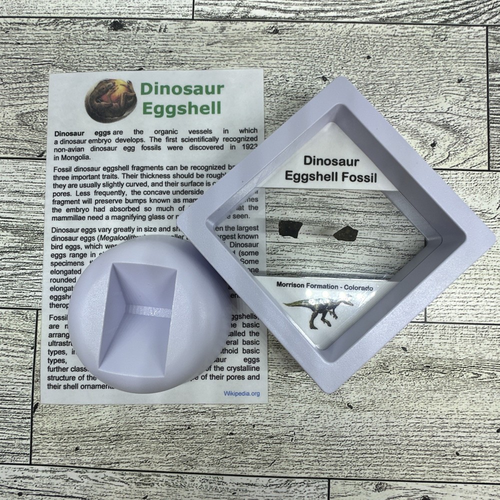 Dinosaur Eggshell Two Fossils from Late Jurassic with Display Case