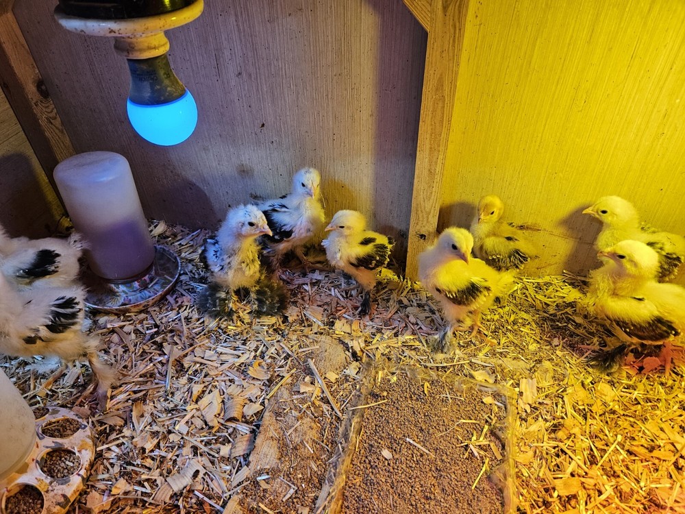 Brahma chicken hatching eggs (10 +2)