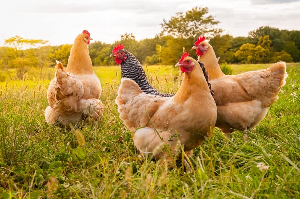 Calcium Carbonate for Chickens - Poultry Shell and Bone Builder - Chicken Scratc
