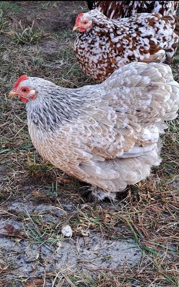 1 Dozen Bantam Cochin Hatching Eggs