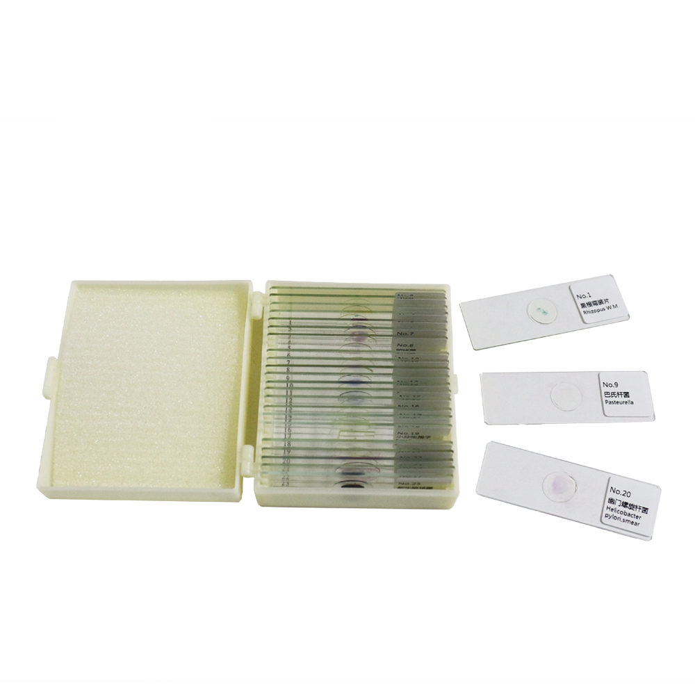 25 Germ Bacteria Microbiological specimen Gram Stain Microbial Microscope Slides