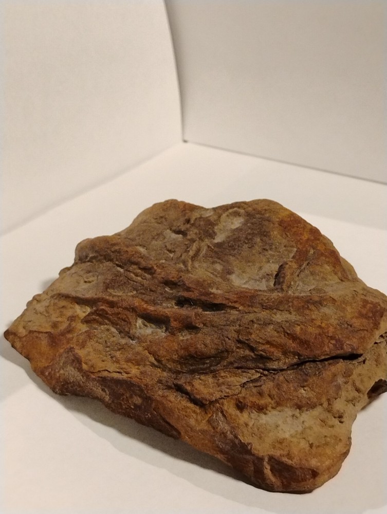 Prehistoric Fossil Specimen 100% Authentic