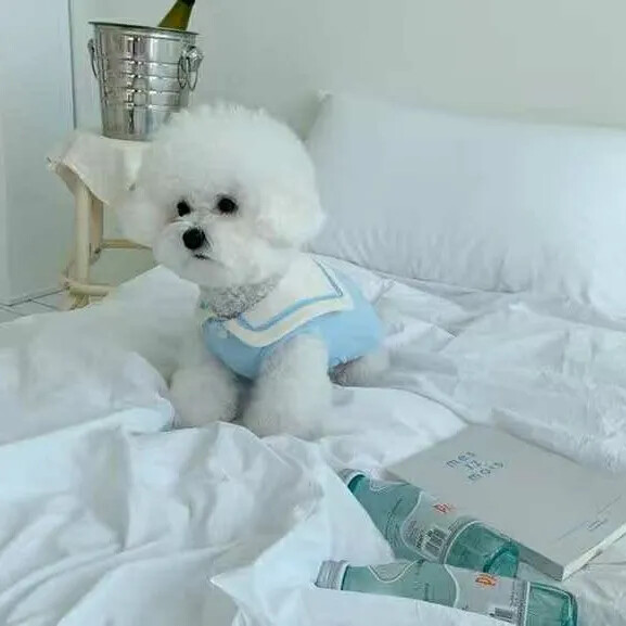 Pet Sailor Suit