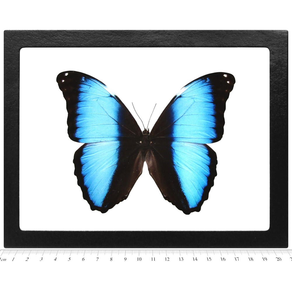 Morpho deidamia REAL FRAMED BUTTERFLY BLUE BLACK PERU