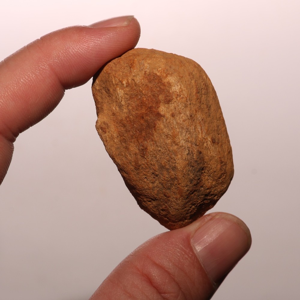 Dinosaur Scute Node - Hell Creek Formation - Nice - CRETACEOUS