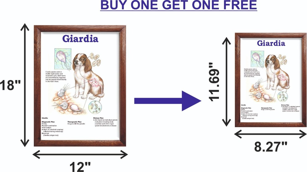 Giardia Chart 12x18 inches