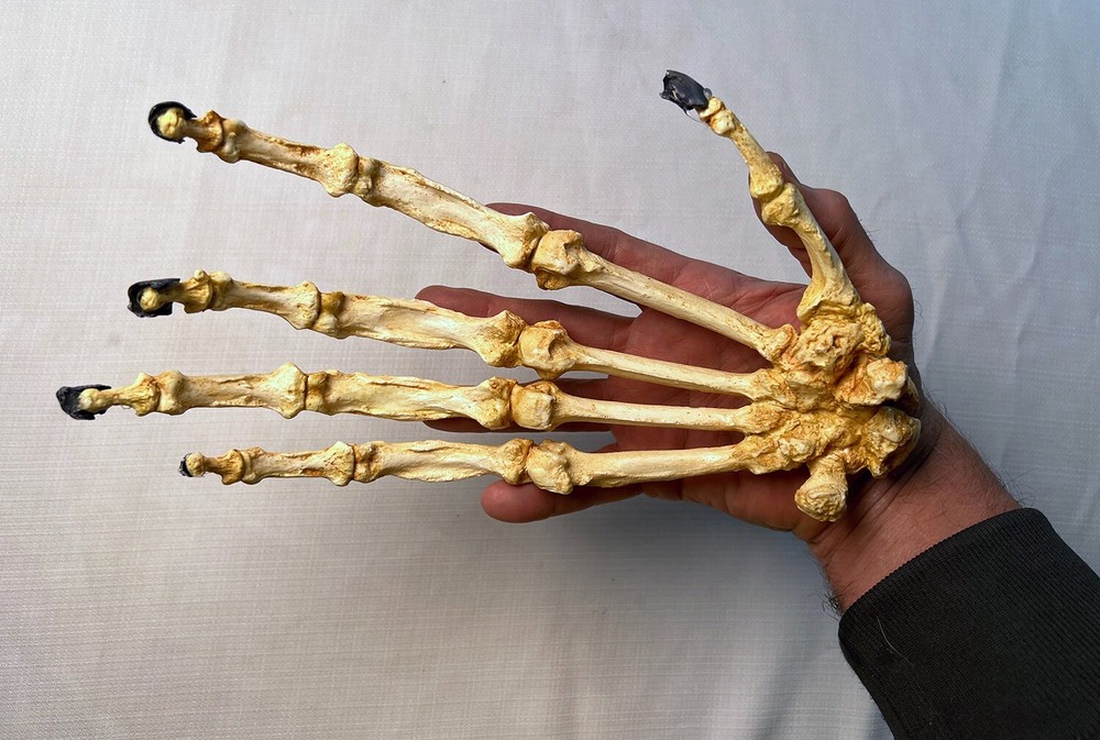 Bornean Orangutan Hand Articulated Replica