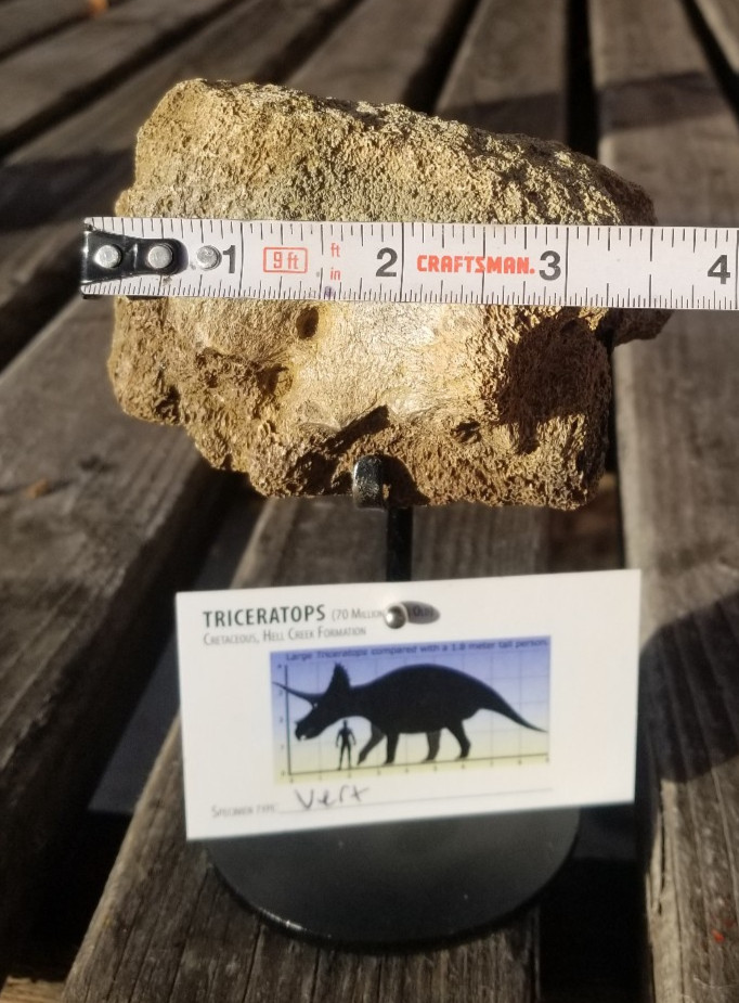Nice Triceratops Vert Section Fossil Specimen Cretaceous Hell Crk MT Recent Dig