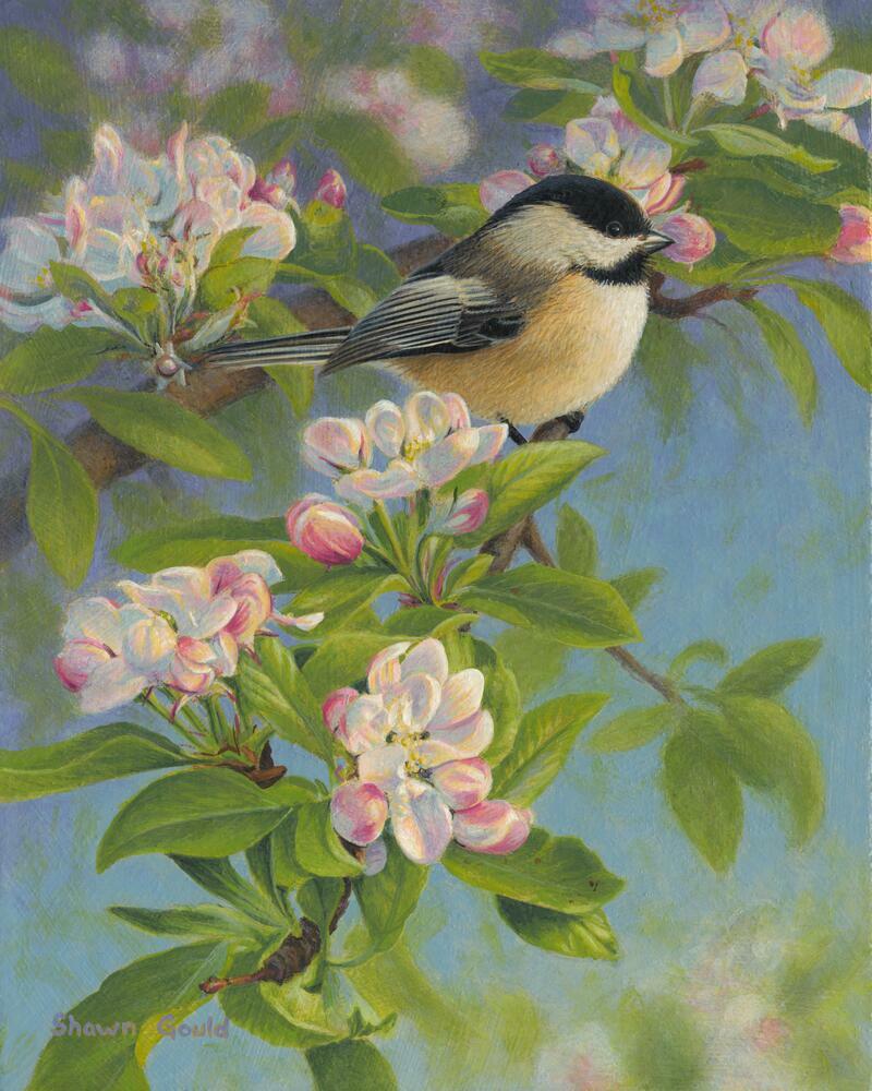 Ceramic Tile Mural Kitchen Backsplash - Chickadee And Blossoms - Birds Floral