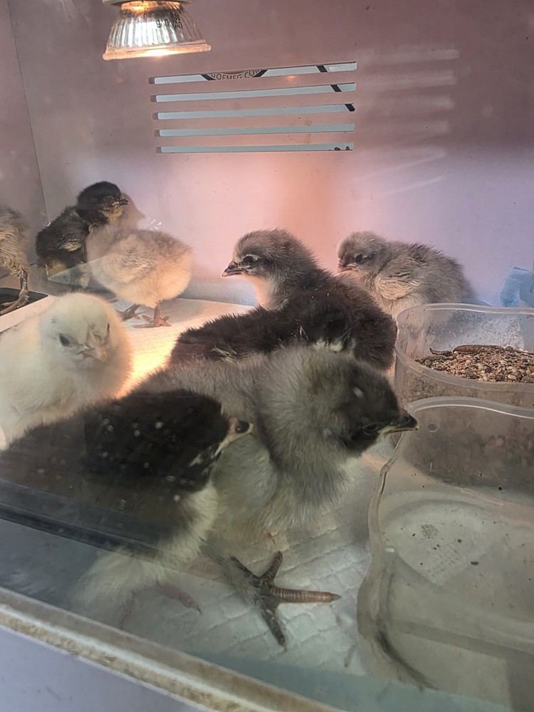 6+ F4 Generation Olive Hatching Eggs – BCM 2nd Gen Breed Back/ Silverrudd Splash