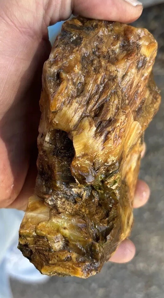 Silver Creek Junction petrified wood