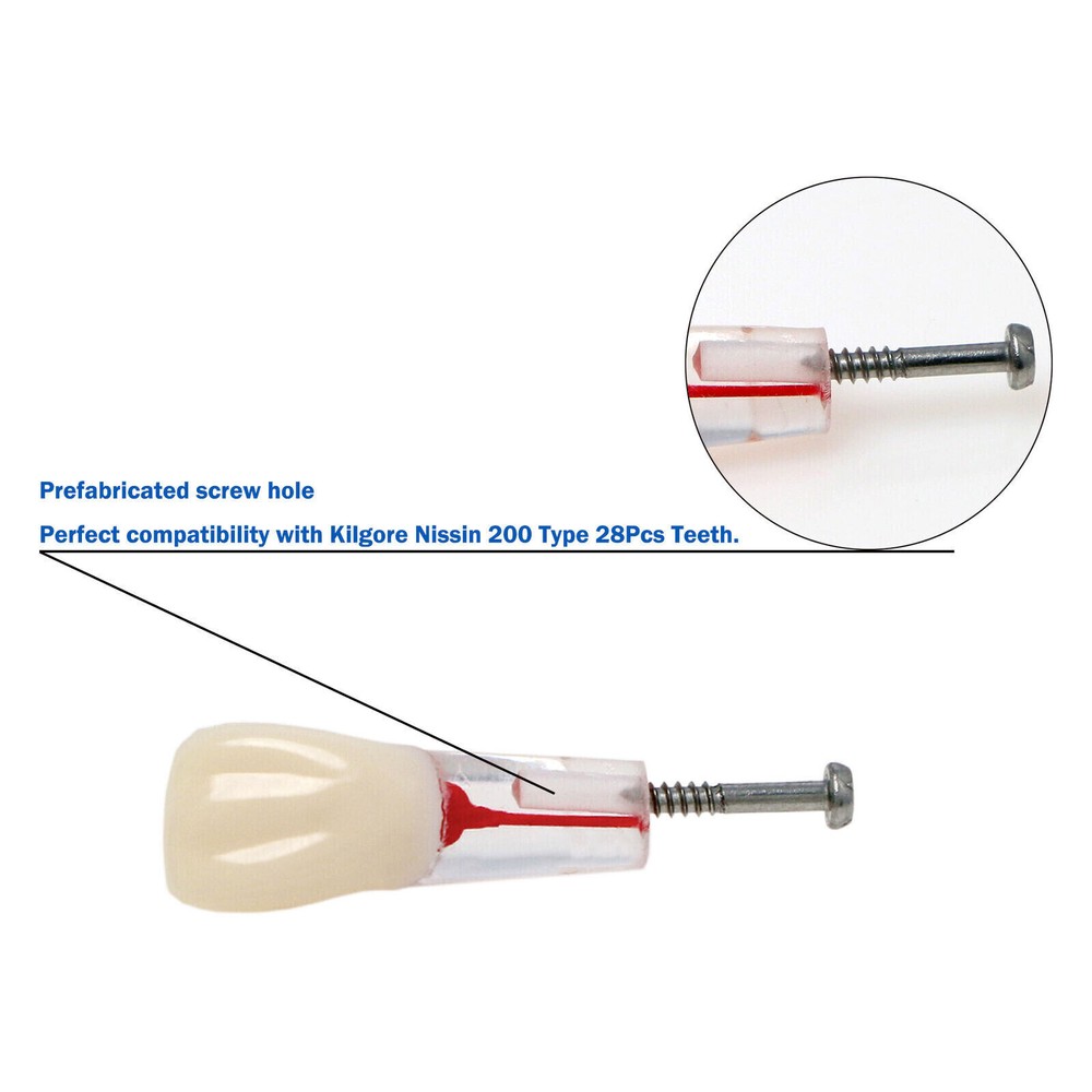 10 Pcs Dental Autoclavable Endo Root Canal Teeth Model Study Practice Typodont