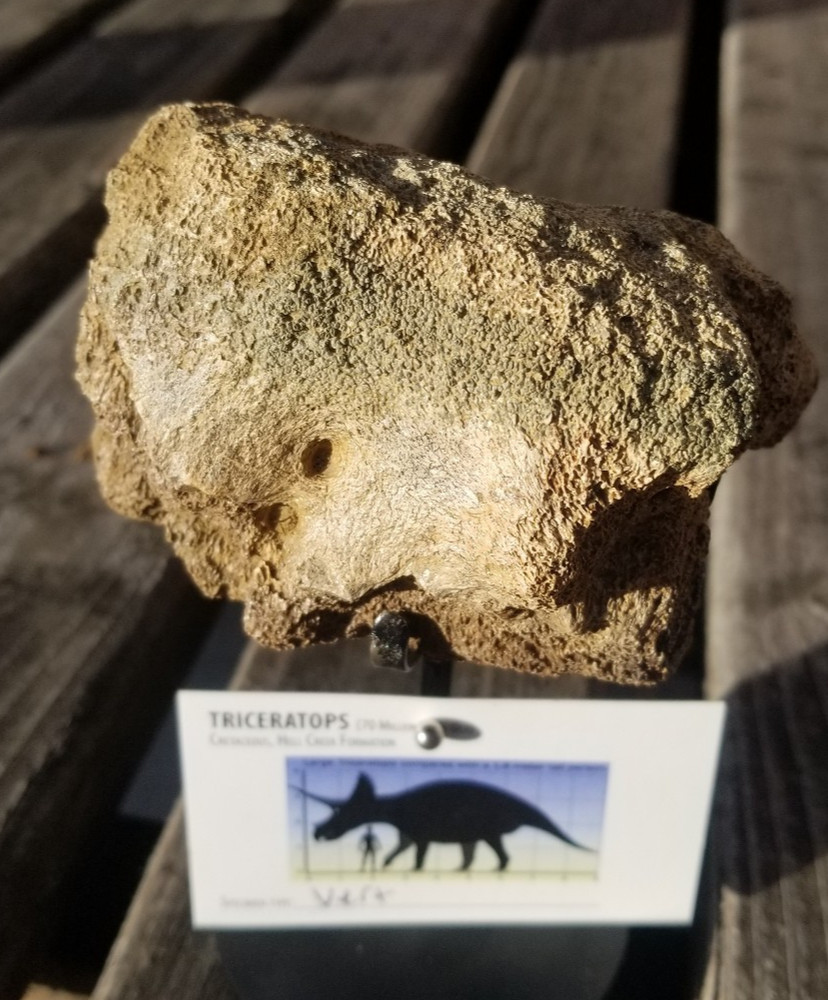 Nice Triceratops Vert Section Fossil Specimen Cretaceous Hell Crk MT Recent Dig