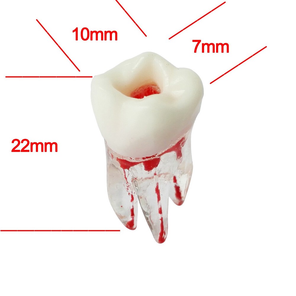 Dentist Dental Plastic Teeth Tooth Molar Teaching Analysis Model for Study