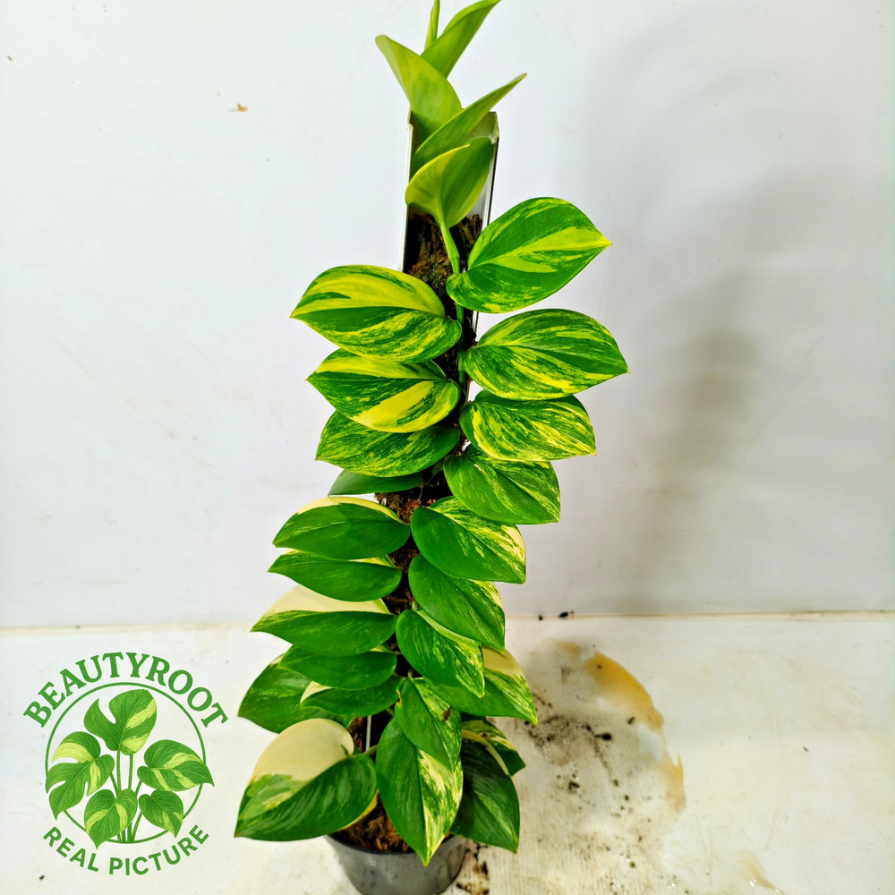 Real Picture Scindapsus Rubicon Variegated