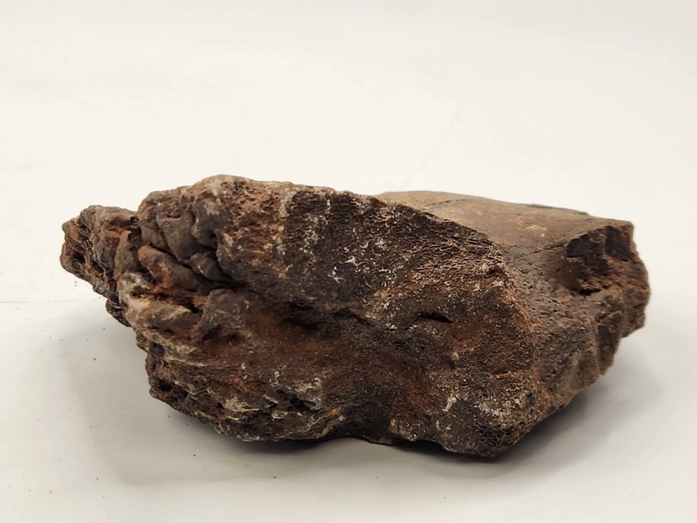 Unknown Dinosaur Bone Fossil (Coracoid?) - Morrison Fm. - UT - Jurassic
