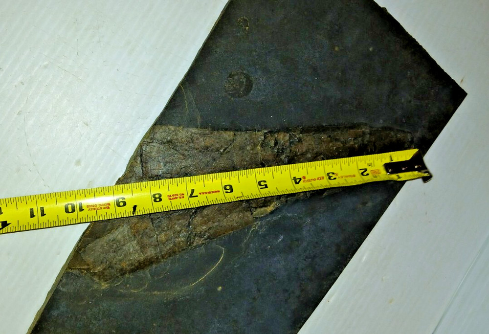Dinosaur? Fish? Ray? Fossil