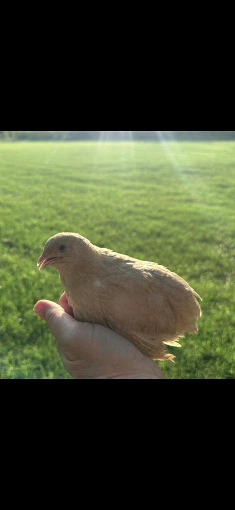 18+ Celadon Blue Coturnix Quail Hatching Eggs - 100% True Blue