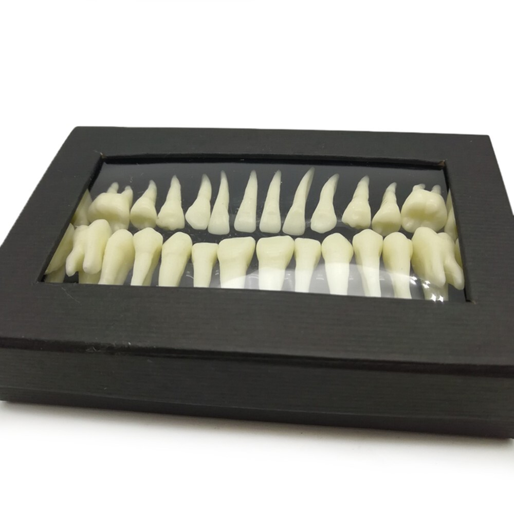 28* Resin Dental Permanent Teeth Model Discrete tooth model with root Simulation