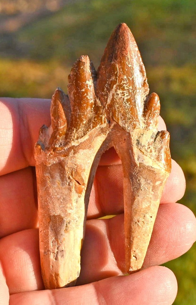 Basilosaurus Premolar, Late Eocene, Western Sahara