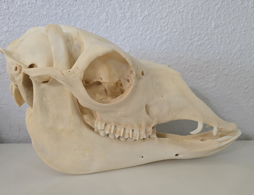 Alpaca Skull