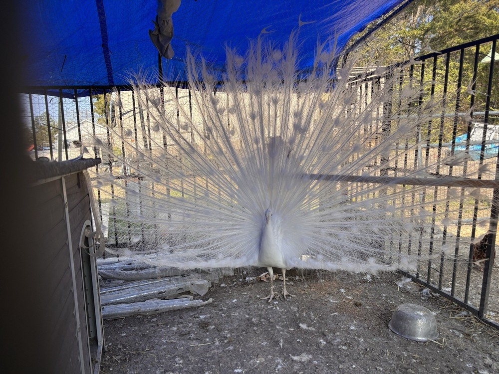 6 Peacock Peafowl Hatching eggs - Ready to ship, plus 1 extra egg!