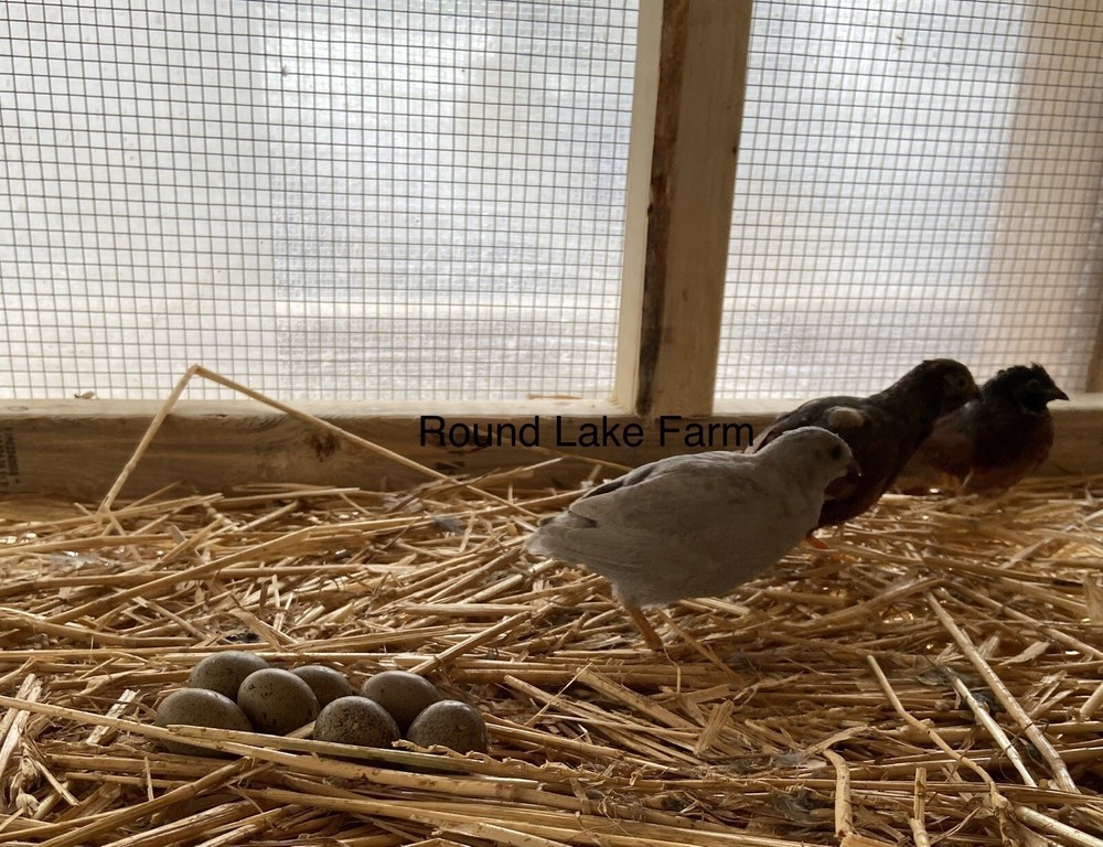 6 Fertile Button Quail Hatching Eggs