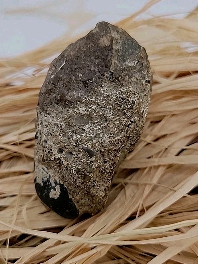 Egg Fossil Reptile Permineralized Compression Fossil