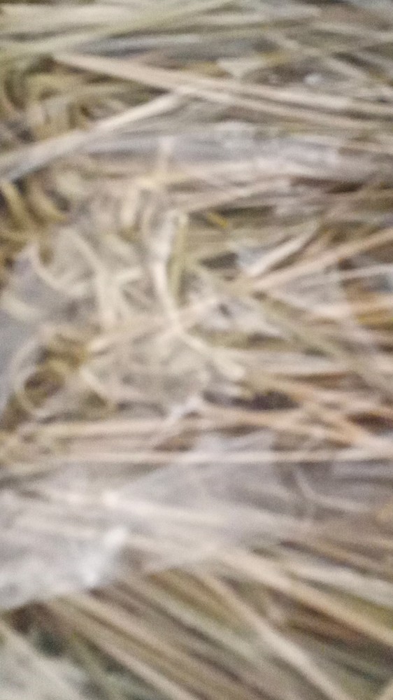 Tablecraft 4.5 inch Bamboo Knot Pick, 100 count -- 12 per case