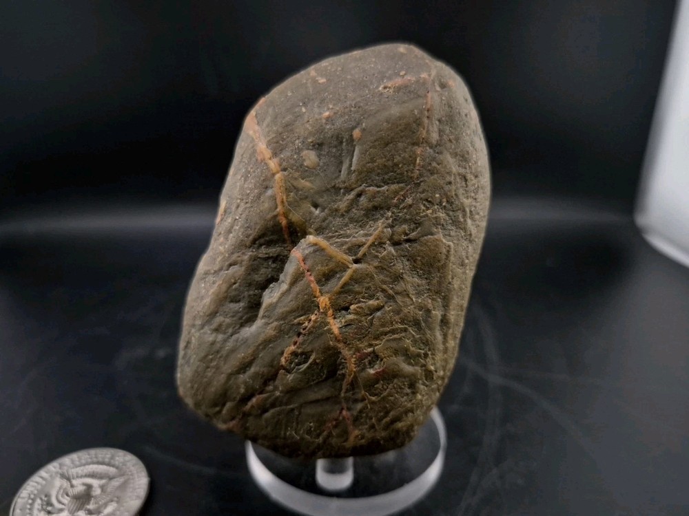 Real Permineralized Dinosaur Half Egg Embro