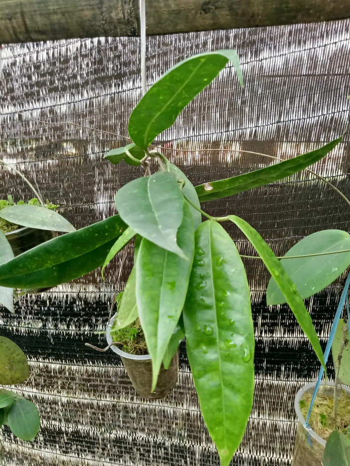 Hoya Surisana Green Leaves