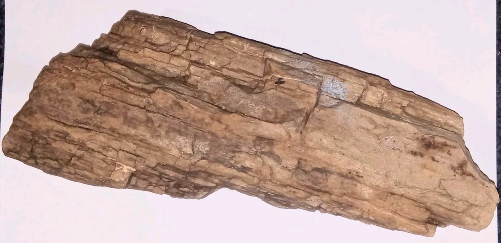 Petrified Wood Log Rough AZ 4 lbs+
