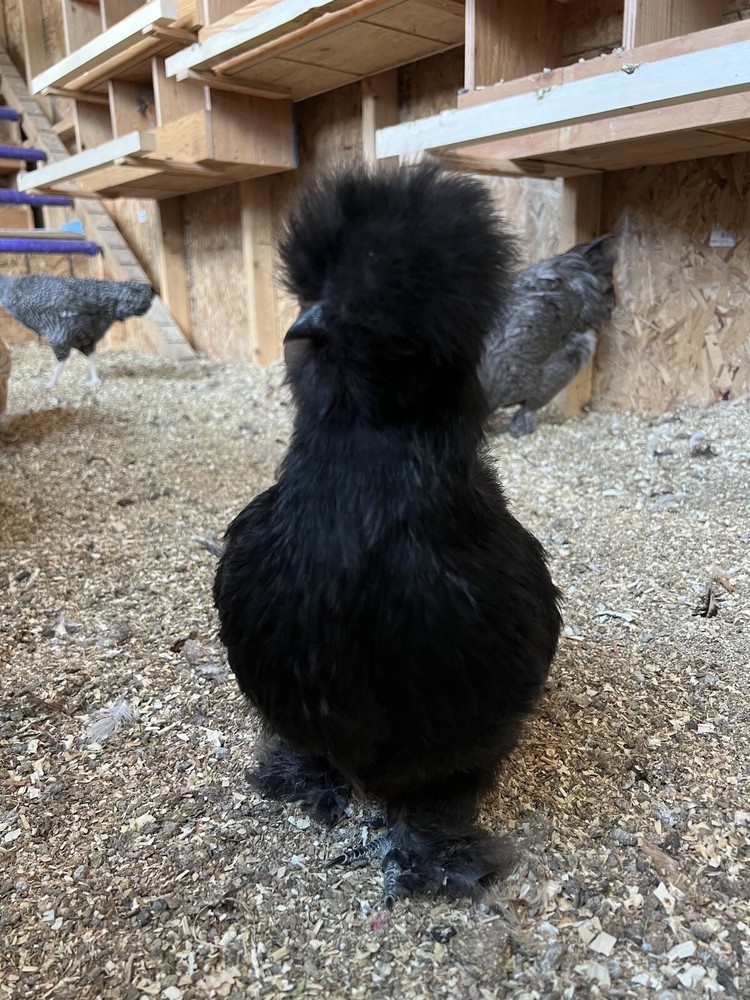 6 Purebred Bearded Silkie Hatching Eggs