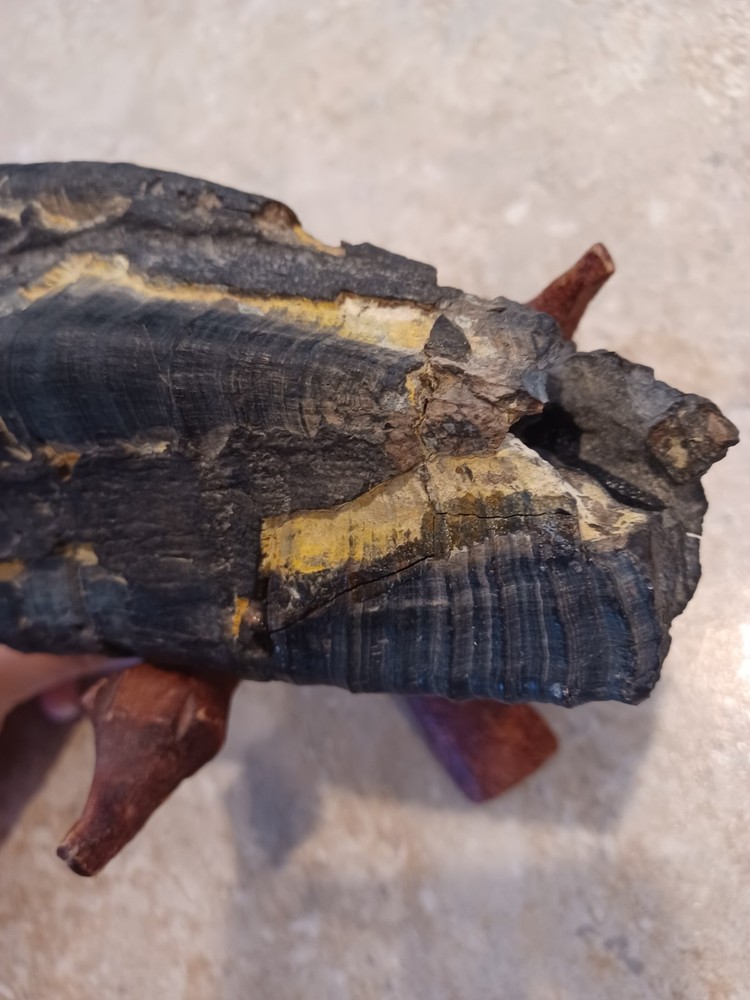 Unknown Large Fossil